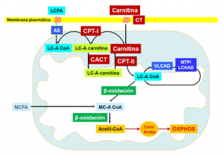 ¿Cuál es el papel de la carnitina en el transporte de ácidos grasos al interior 