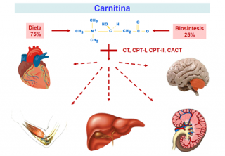 ¿Cuándo se produce un defecto del metabolismo de la carnitina? 