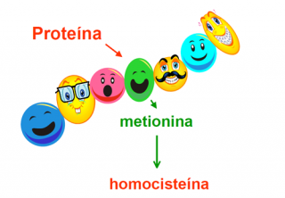 ¿De dónde proceden la homocisteína y el ácido metilmalónico?