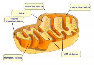 ¿Qué son las mitocondrias?