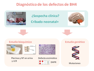 Diagnóstico de los defectos de BH4. Imagen: HSJDBCN