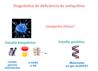 Diagnóstico de la deficiencia de antiquitina. Imagen: HSJDBCN