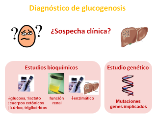 Diagnóstico de las glucogenosis. Imagen: HSJDBCN