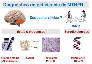 ¿Cómo se diagnostica la deficiencia de MTHFR?