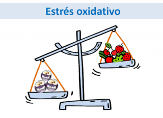 Qué es el estrés oxidativo y que hacer para prevenirlo en un ECM ...