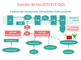 Función de la ETF y ETF-QO. Imagen: HSJDBCN