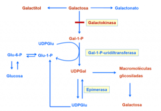 FISIOPATOLOGIA GALACTOSEMIA PDF