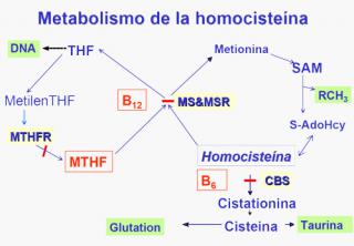 Metabolismo e la homocisteína