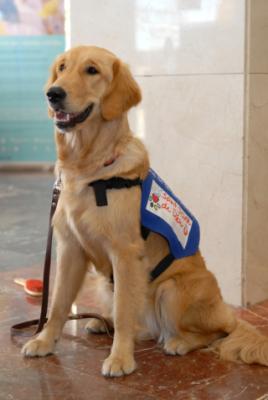 Intervenciones con el apoyo de animales: el perro como herramienta terapéutica
