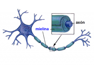 ¿Qué es la mielina?