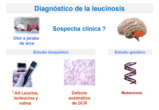 ¿Cómo se diagnstica una leucinosis? 