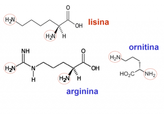 ¿Qué son los aminoácidos dibásicos (AA+)?