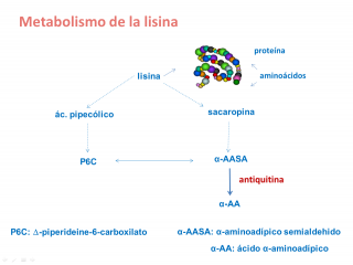 Metabolismo de la lisina. Imagen: HSJDBCN