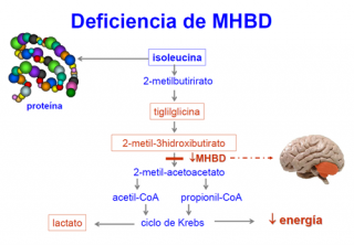 ¿Qué ocurre en la deficiencia de MHBD?