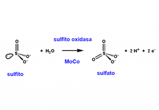 ¿Qué función tiene la sulfito oxidasa?