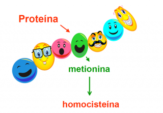 ¿De dónde procede la homocisteína?  
