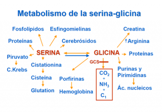 ¿Cómo se metaboliza la glicina?