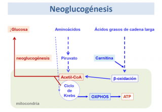 ¿Qué es la neoglucogénesis?