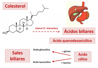 ¿Qué son los ácidos biliares?