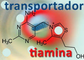 Defectos del transportador de tiamina tipo 2