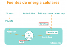 Fuentes de energía celulares