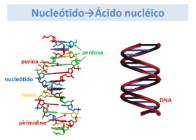 Del gen a la proteína. Imagen: HSJDBCN