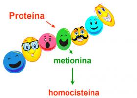 ¿De dónde procede la homocisteína?