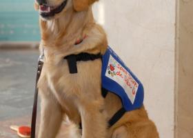 Intervenciones con el apoyo de animales: el perro como herramienta terapéutica