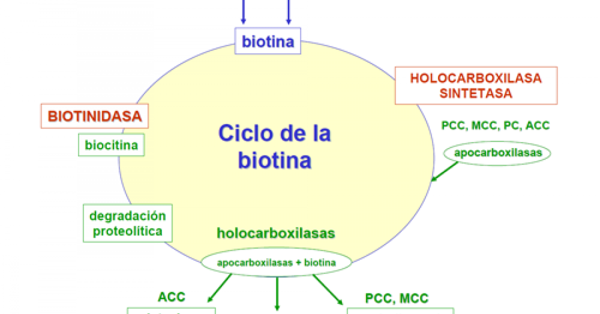 Cómo se metaboliza la biotina? | Guía Metabólica