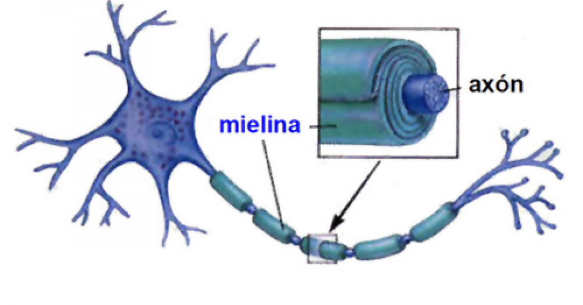 Qué es la mielina? | Guía metabólica