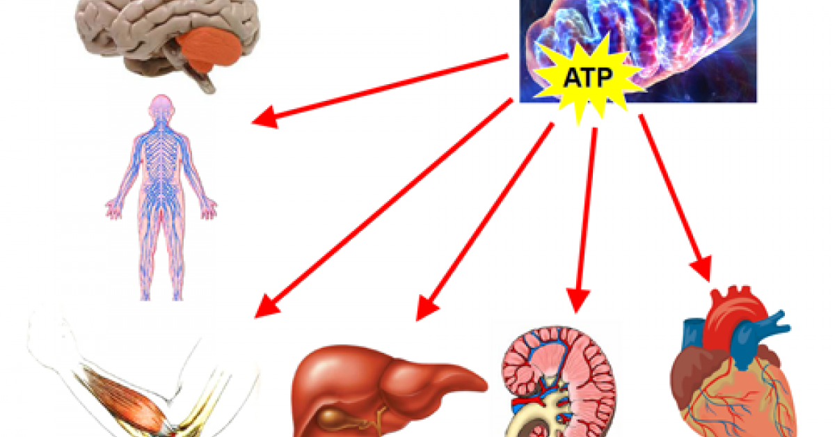 ¿Qué pasa si no hay ATP en el cuerpo