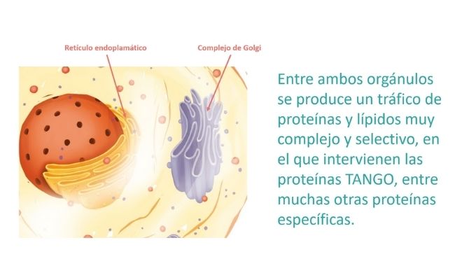 Retículo endoplasmático y aparato de Golgi