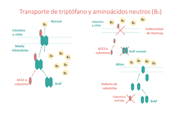 Transporte del triptófano y aminoácidos neutros